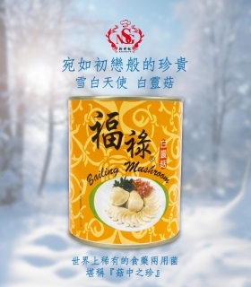 宛如初戀般的珍貴 雪白天使 白靈菇